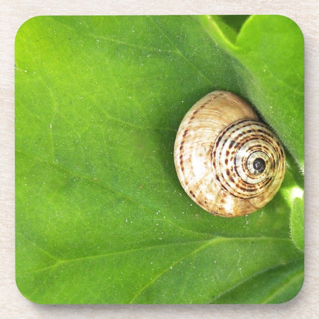 snail getränkeuntersetzer (Vorderseite)