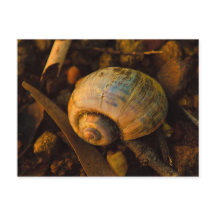 Snail Muschel auf Rocky Shore Sunset