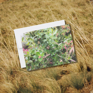 Snail on Pink Escallonia Garden Shrub Foliage Postkarte