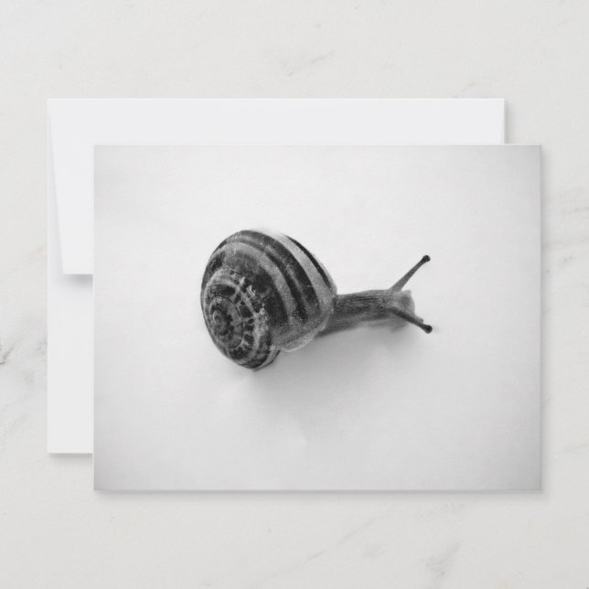Snail Postcard (Vorderseite)