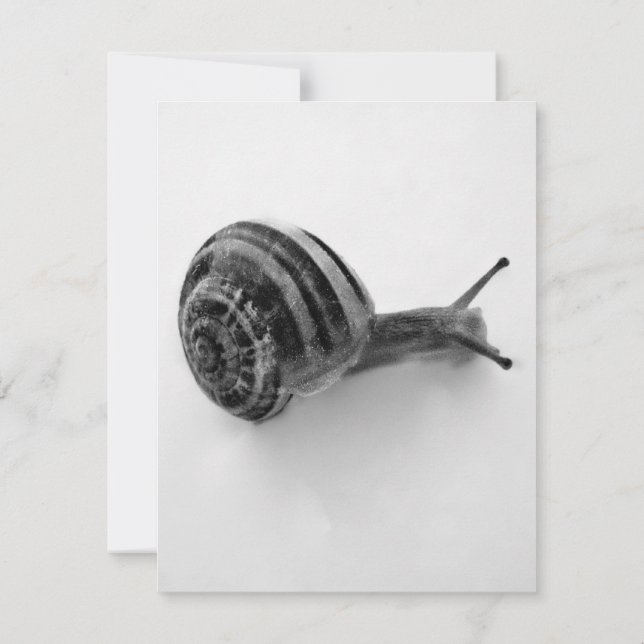 Snail Postcard Einladung (Rückseite)