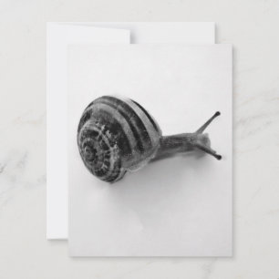Snail Postcard Einladung