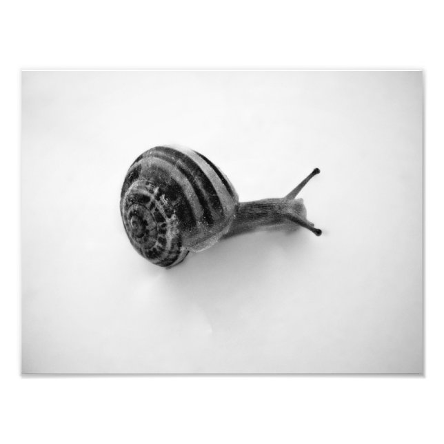 Snail Postcard Fotodruck (Vorne)