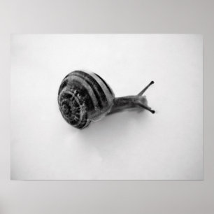 Snail Postcard Poster