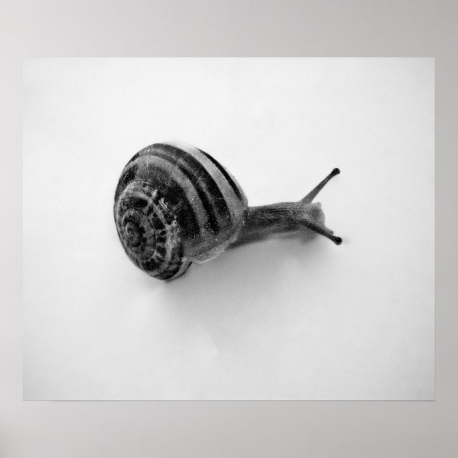 Snail Postcard Poster (Vorne)