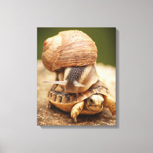 Snail Riding Baby Tortoise Leinwanddruck
