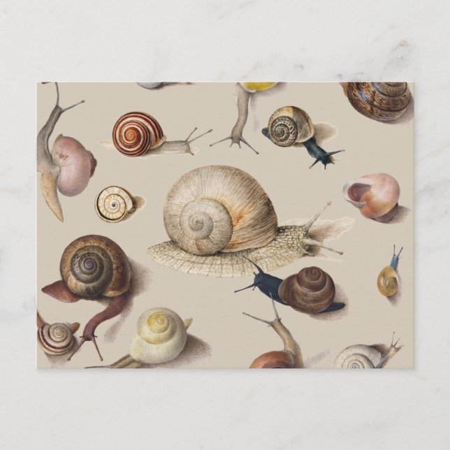 Snail Slug Garden Haustier Gastropod Botanische Sc Postkarte (Vorderseite)