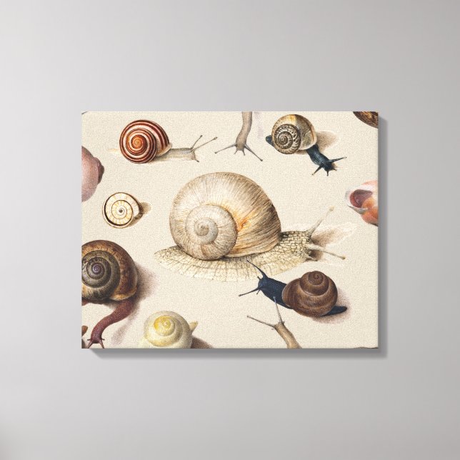 Snail Slug Garden Pet Gastropod Botanical Snails Leinwanddruck (Vorderseite)