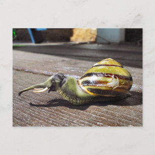 Snailephant Postkarte