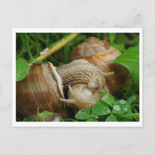 Snails Liebe Kiss Postcard Postkarte