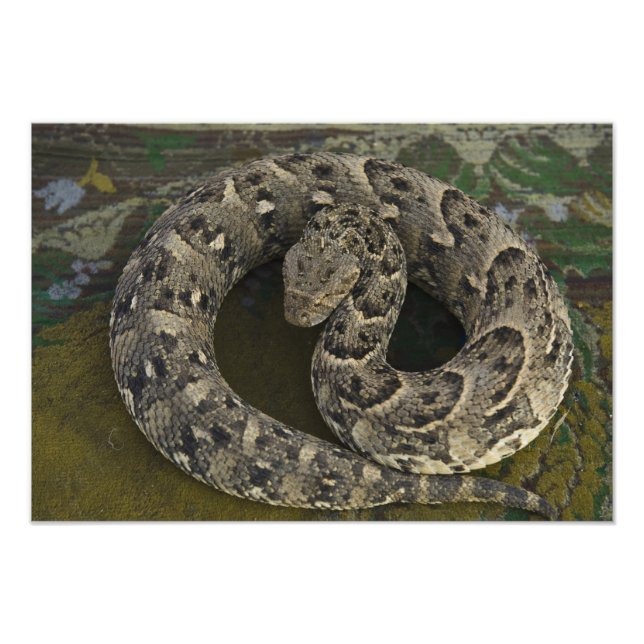 Snake Charmers afrikanischer Puff-adder Bitis Fotodruck (Vorne)