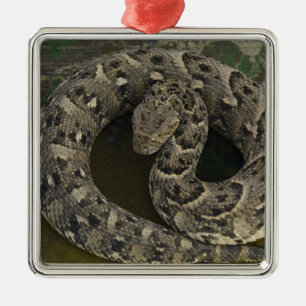 Snake Charmers afrikanischer Puff-adder Bitis Ornament Aus Metall