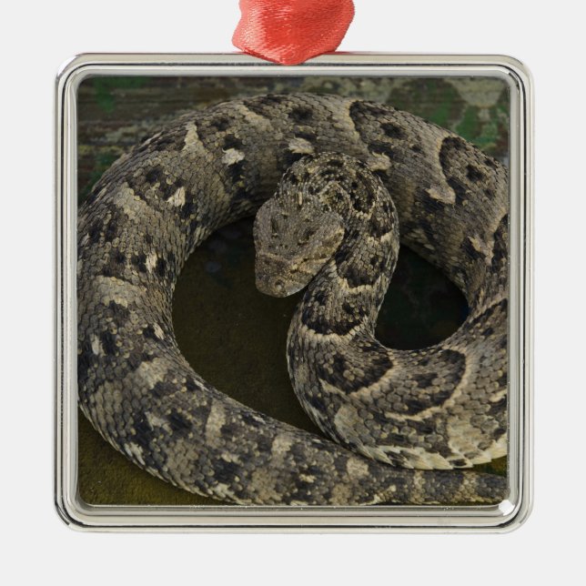 Snake Charmers afrikanischer Puff-adder Bitis Ornament Aus Metall (Vorne)