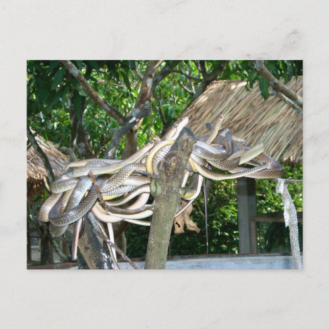 Snake Nest Postkarte (Vorderseite)