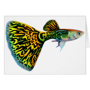 Snakeskin Kobraguppy-Karte
