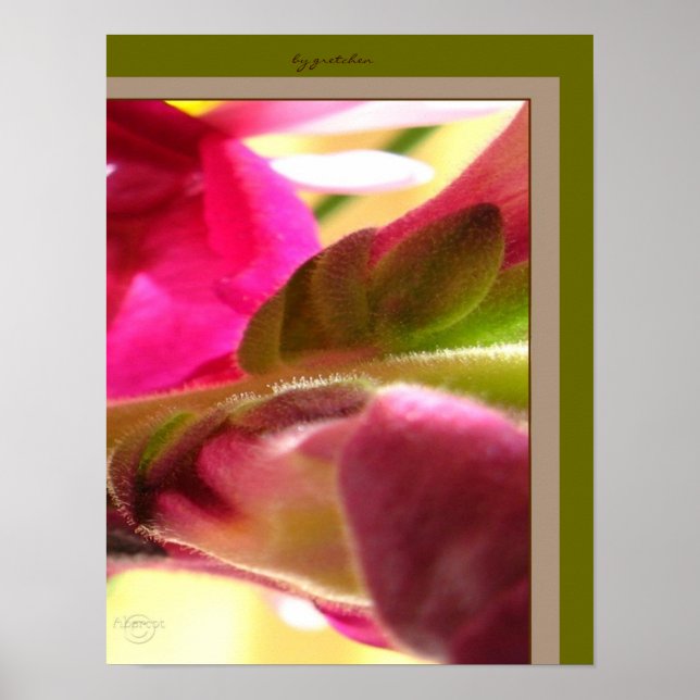Snapdragon Blossom CloseUp PhotoPoster by gretchen Poster (Vorne)