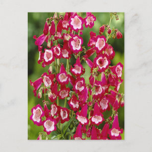 Snapdragon Blume Postcard Postkarte