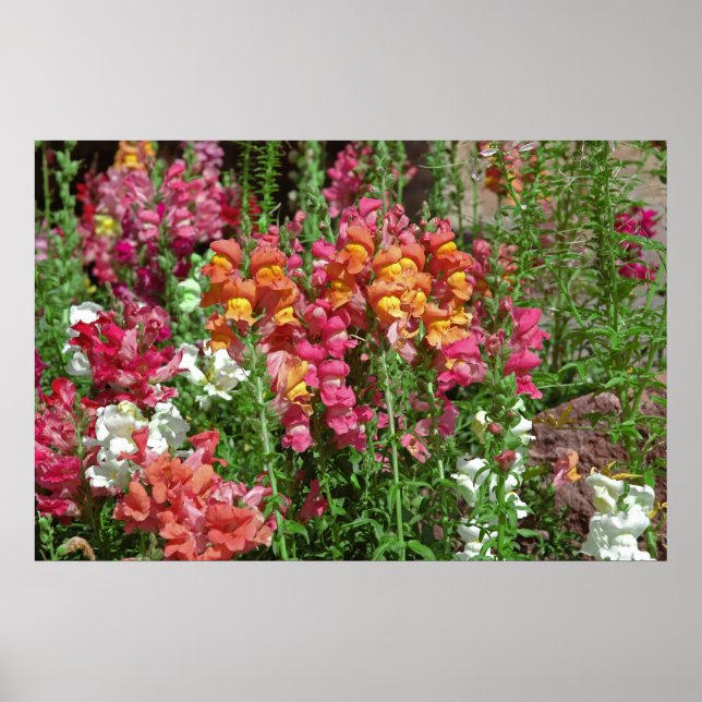 Snapdragon Festival Poster (Vorne)