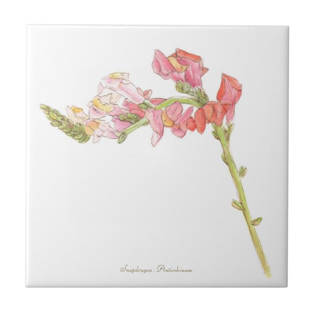 Snapdragon  fliese (Vorderseite)