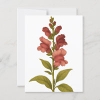 Snapdragon — Grazie, Täuschung