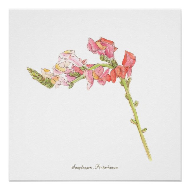 Snapdragon Print, Poster (Vorderseite)