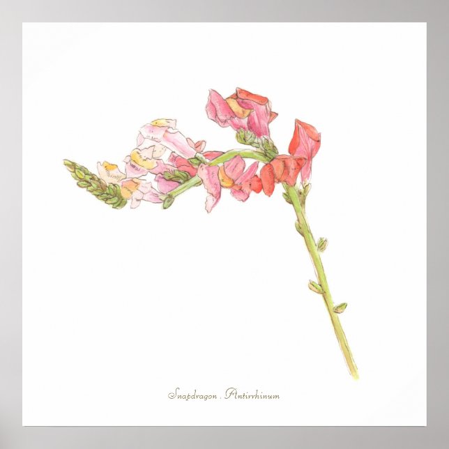 Snapdragon Print, Value Poster Paper (Matte) (Vorne)