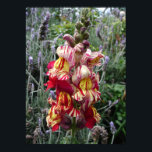 Snapdragon Striped Spring Floral Flowers Poster<br><div class="desc">Striped Spotted Snapdragon Floral Flowers Poster. A glorious poster to compliment any decor,  taken from my own writing. Designed from my original watercolor paintings,  that I painted from my own flower garden.</div>