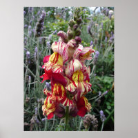 Snapdragon Striped Spring Floral Flowers Poster