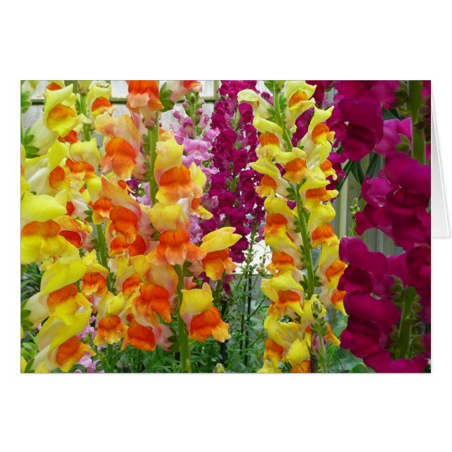 Snapdragons farbenfrohe Blüte (Vorderseite (Horizontal))