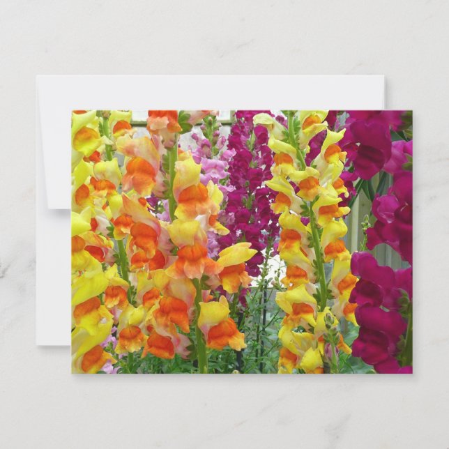 Snapdragons farbenfrohe Blüte (Vorderseite)