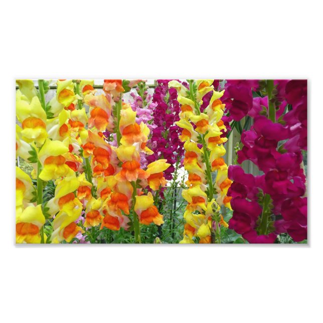 Snapdragons farbenfrohe Blüte Fotodruck (Vorne)