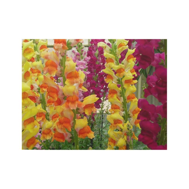 Snapdragons farbenfrohe Blüte Holzposter (Vorderseite)