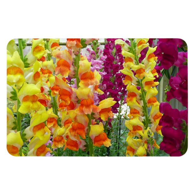 Snapdragons farbenfrohe Blüte Magnet (Horizontal)