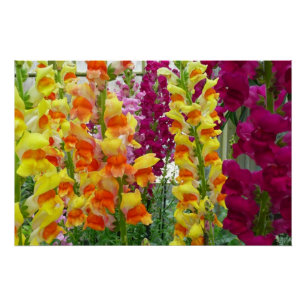 Snapdragons farbenfrohe Blüte Poster