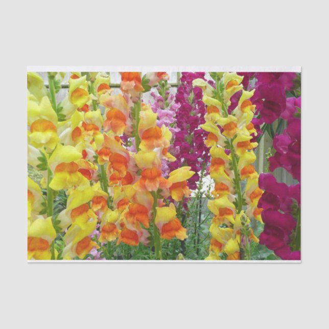 Snapdragons farbenfrohe Blüte Seidenpapier (Vorderseite)