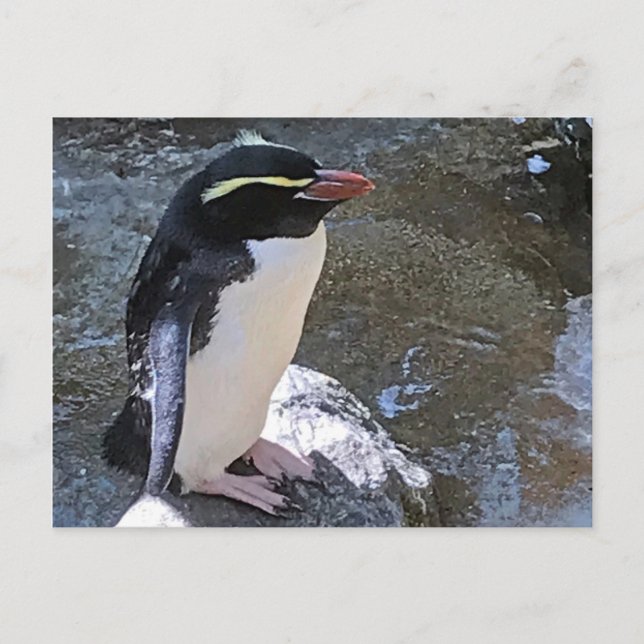 Snares Pinguin, Neuseeland Postkarte (Vorderseite)