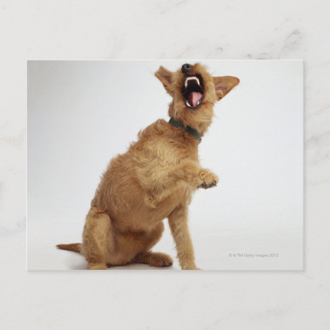Snarling Dog Postkarte (Vorderseite)