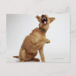 Snarling Dog Postkarte