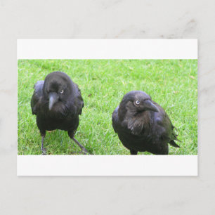 Sneaky Crows Postkarte