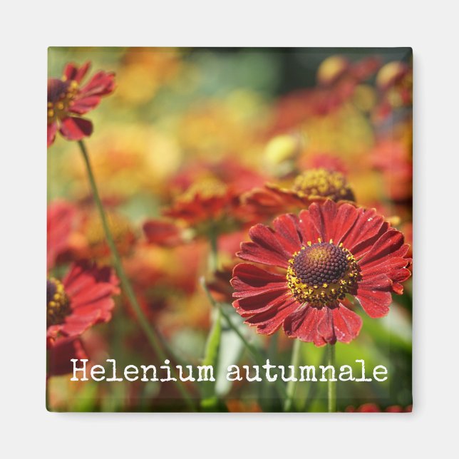 Sneezeweed Botanical Magnet (Vorne)