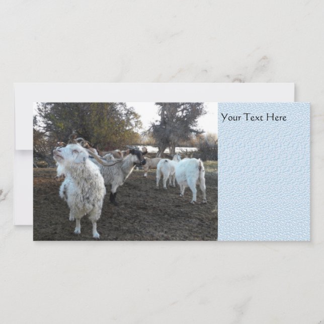 Sneezy Goat (Vorderseite)