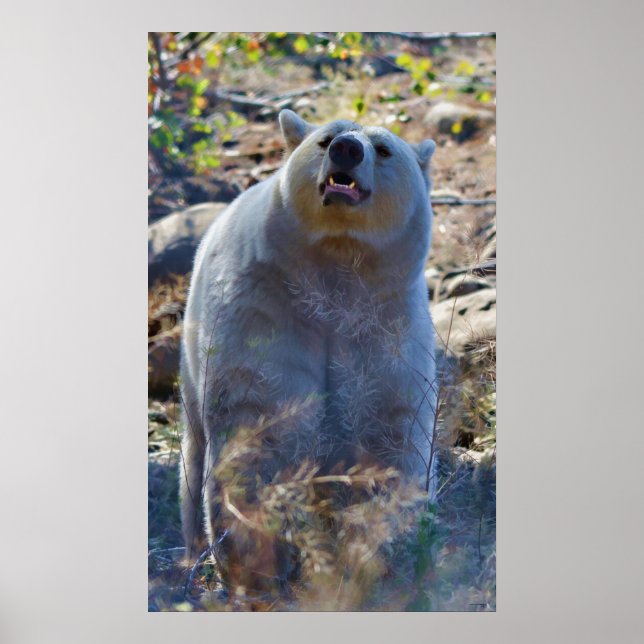 Sniffing Kermode (Spirit) Bären Wildlife Scene Poster (Vorne)