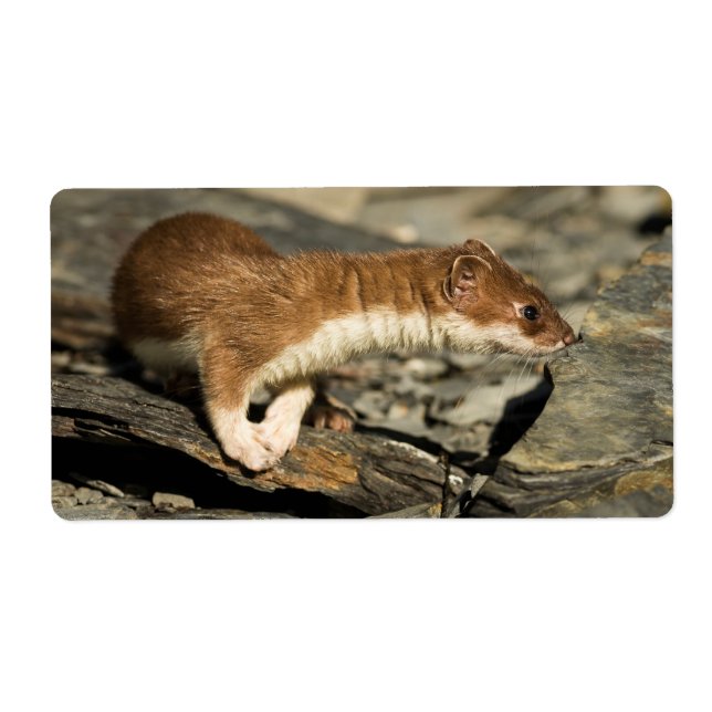 Sniffing Weasel (Vorne)