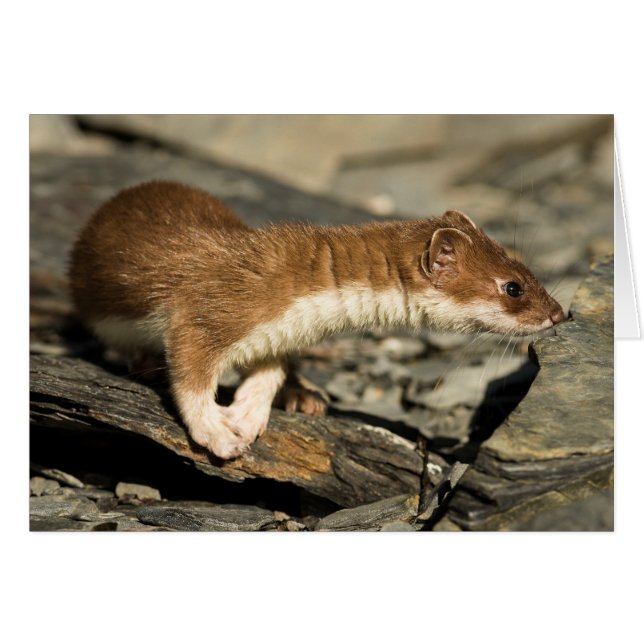 Sniffing Weasel (Vorderseite (Horizontal))
