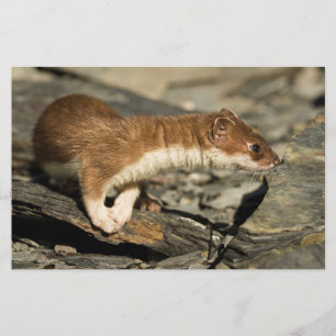 Sniffing Weasel Briefpapier