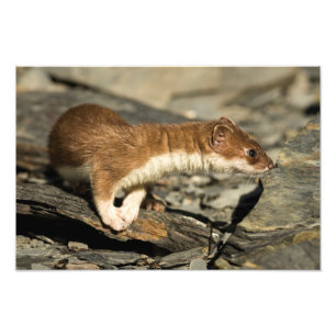 Sniffing Weasel Fotodruck