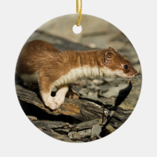 Sniffing Weasel Keramik Ornament