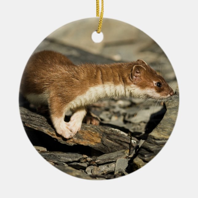Sniffing Weasel Keramik Ornament (Vorne)