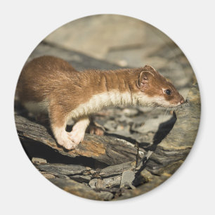 Sniffing Weasel Magnet