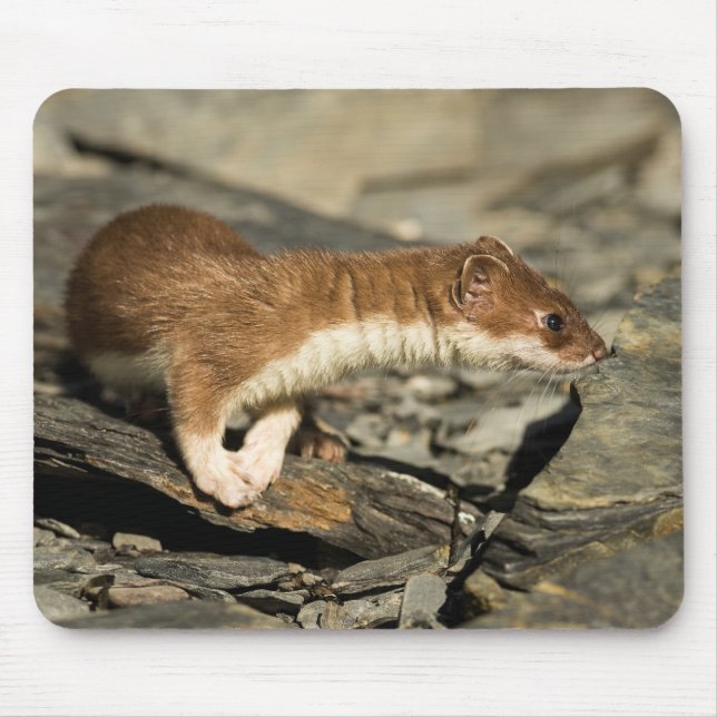 Sniffing Weasel Mousepad (Vorne)